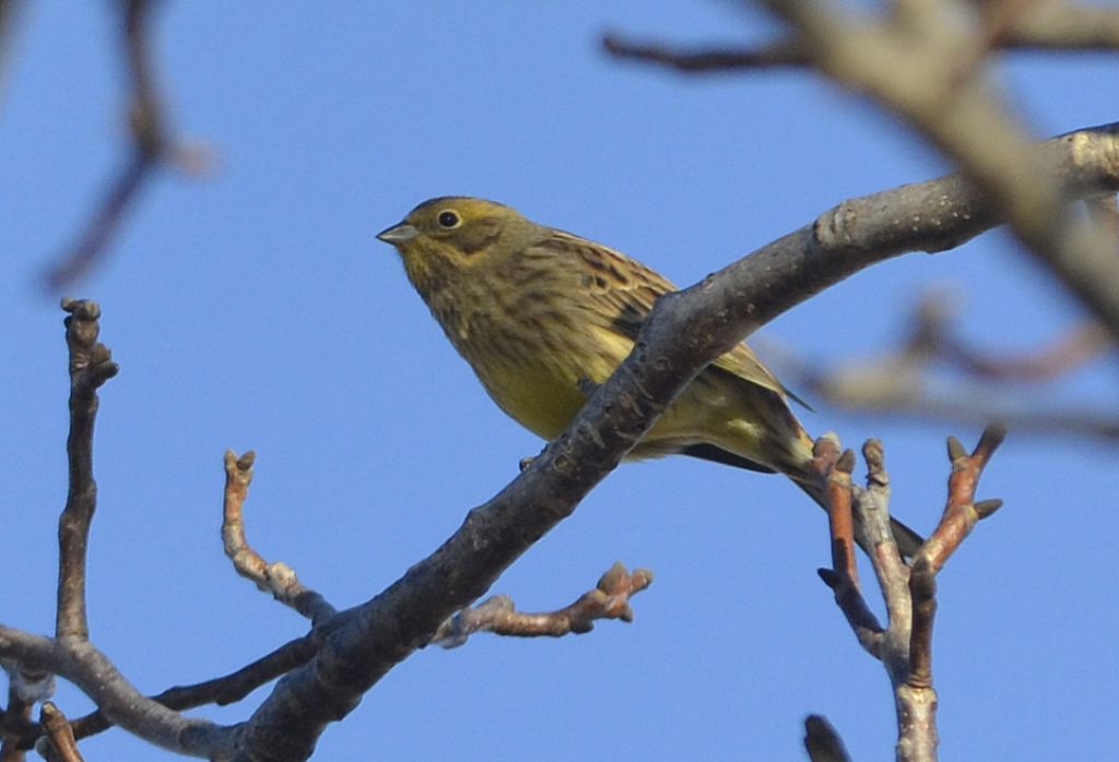 Zigolo giallo (Emberiza citrinella)